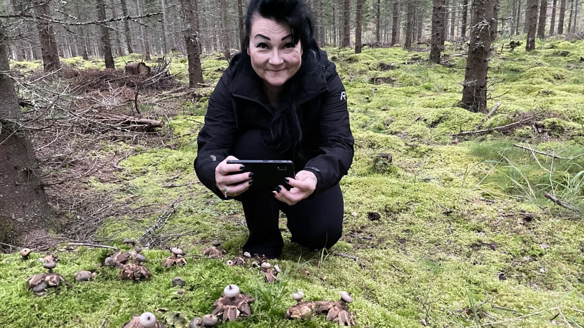 Marjut Kokko löytämiensa uurremaatähtien äärellä sammalpeitteisessä kuusimetsässä Jaamankankaalla Kontiolahdella.