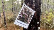 Suomaisemaan männynrunkoon on kiinnitetty Ei Puskiaisten oikaisua -vetoomus.