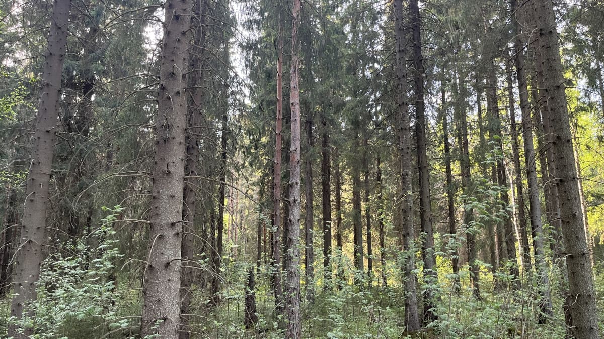Metsää Kaupin virkistysalueella Tampereella
