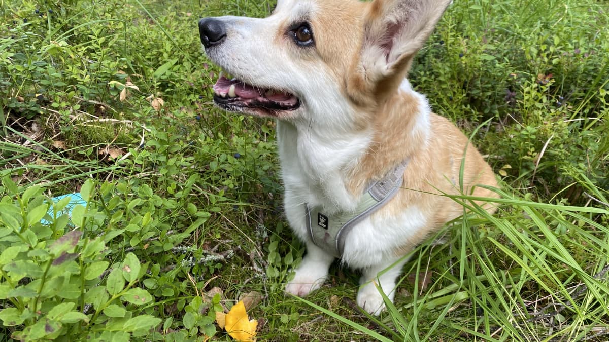 Welsh corgi -rotuinen koira on löytänyt kantarellin.