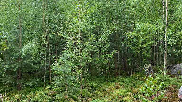 Skog där gallringen är starkt försenad