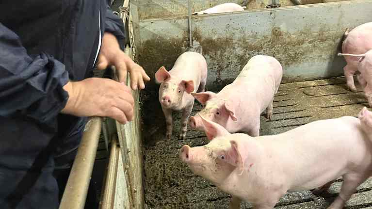 Grisar inomhus, på en svinfarm.