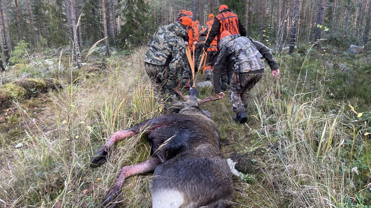 Metsästäjät vetävät saaliiksi saatua hirveä pois metsästä.