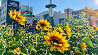 Picture of sunflowers in the sun with a shopping mall building and tower on the background.