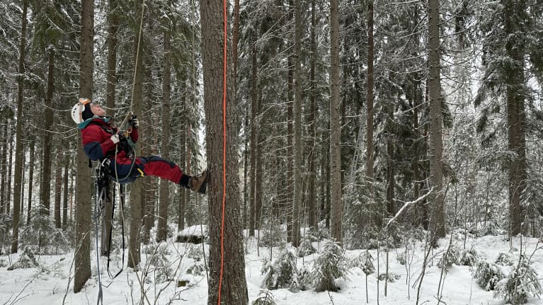 Greenpeacen aktivisti kiipeää puuhun metsässä Itäisellä-Uudellamaalla Lapinjärvellä vastustaakseen alueen hakkuita.