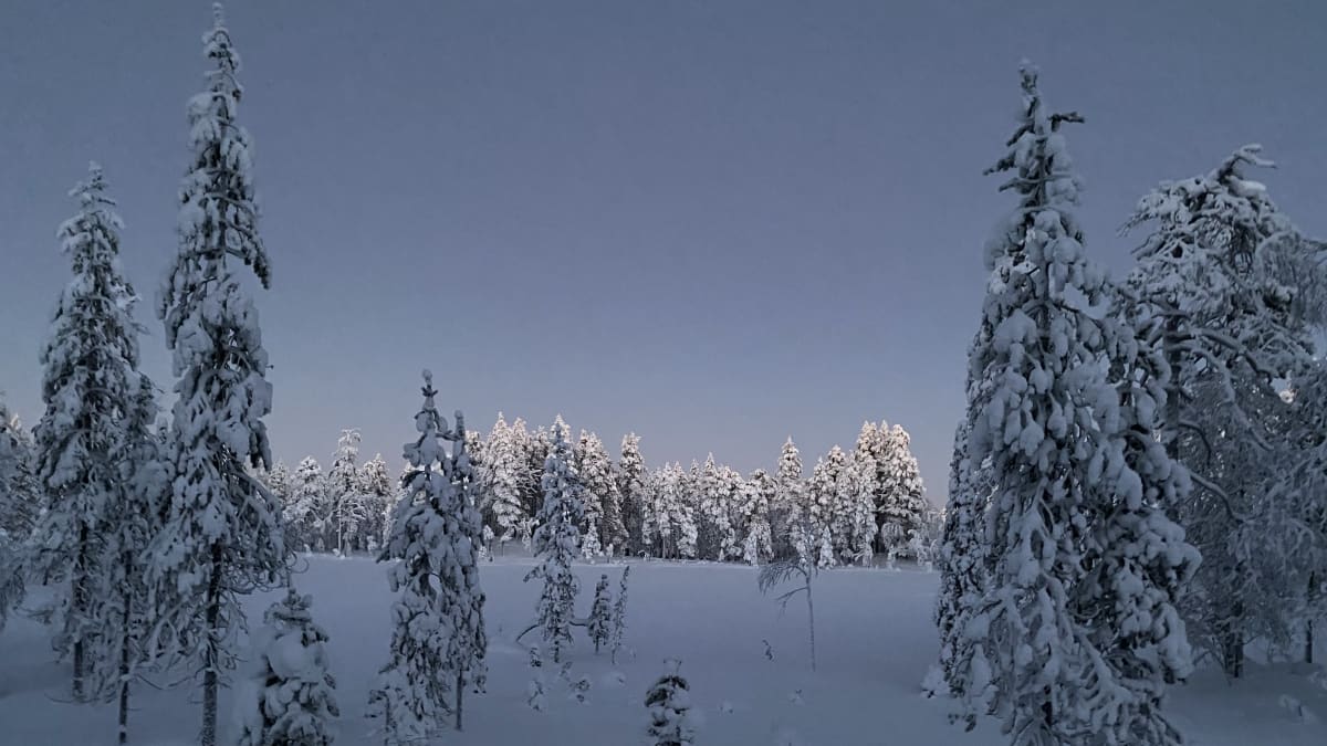 Joulukuinen auringonlasku valaisee tykkylumikuorrutuksen saaneita kuusia Posiolla