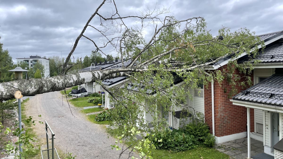 Koivu kaatuneena rivitalon päälle. 