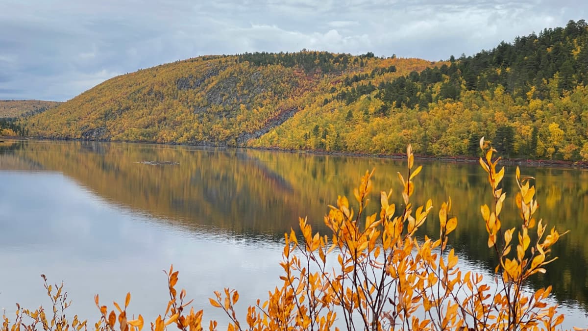 Ruskan keltaisena hehkuva tunturin rinne tyynen järvenselän takana, etualalla keltaisia lehtiä pajupensaassa.
