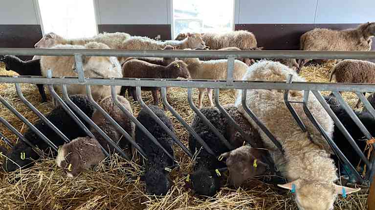 Får och lamm som äter ensilage i en ladugård.