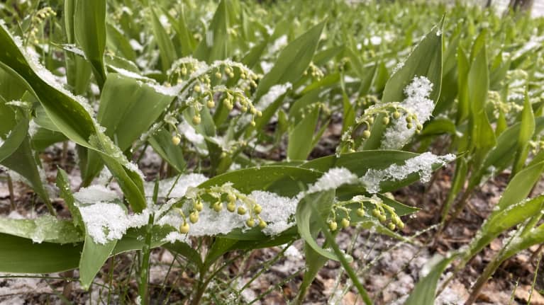 Kieloja, joiden päällä on lunta.