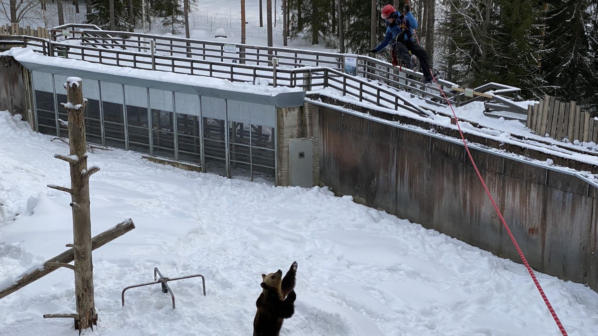 Karhu seisoo kahdella tassulla ja katselee ylös vaijerissa turvavaljaissa roikkuvaa ihmistä.