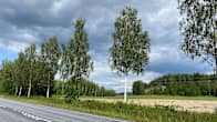 En asfalterad väg löper bredvid en rad björkar och fält under en molntäckt himmel.