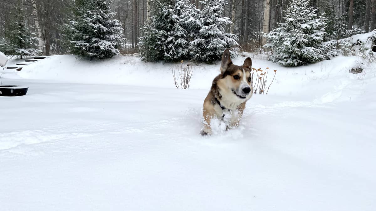 Koira juoksee ensilumihangessa Rovaniemellä