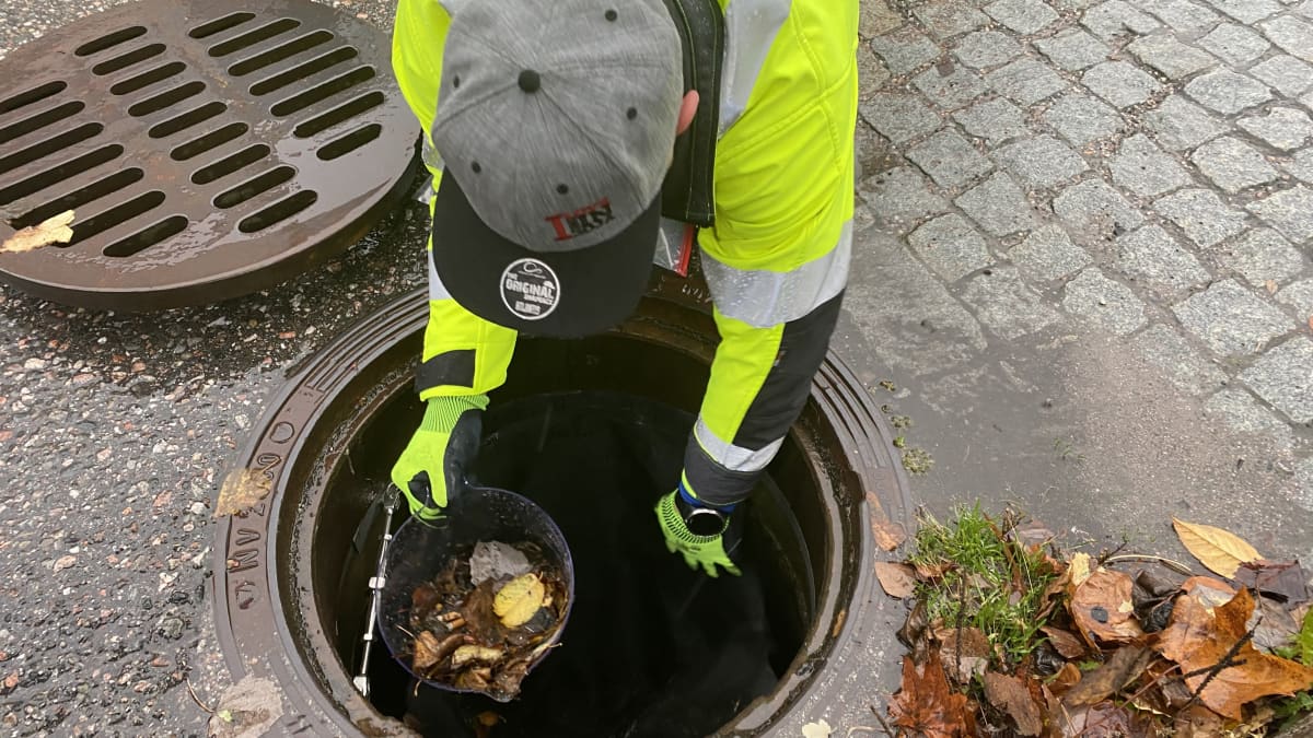 Keltaiseen huomiotakkiin ja lippiksene pukeutunut mies nostaa sadevesikaivosta astiassa kuivia lehtiä ja muuta moskaa. 