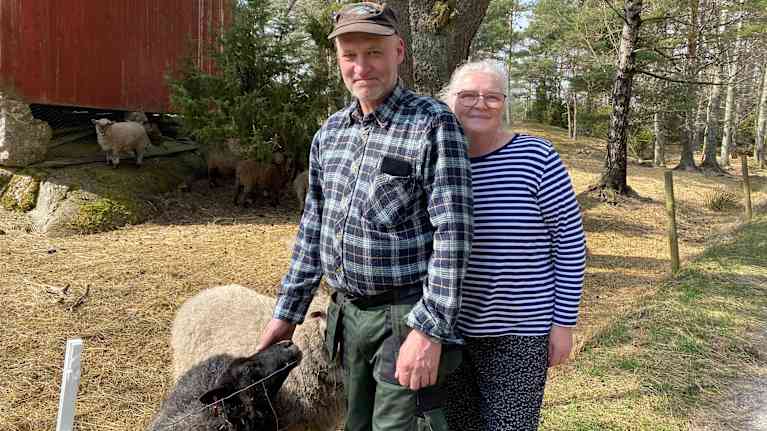 En man och en kvinna bredvid en fårhage med nyfikna får.