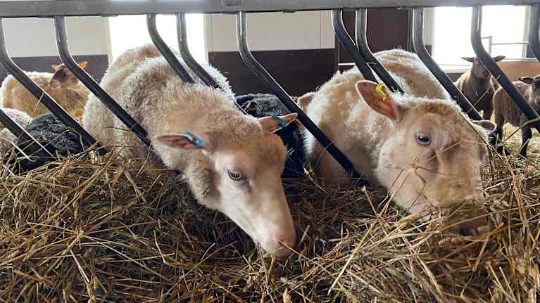 Får som äter ensilage i en ladugård.