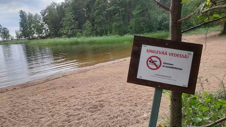 Image of a sign on the beach warning about blue-green algae. The sign says that swimming is not recommended.