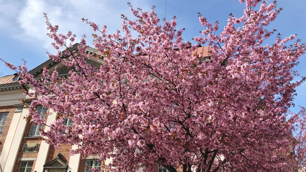 Kirsikkapuu kukkii Turun pääkirjaston edustalla