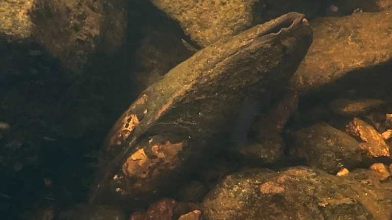 Brown river pearl mussel underwater next to rocks. 