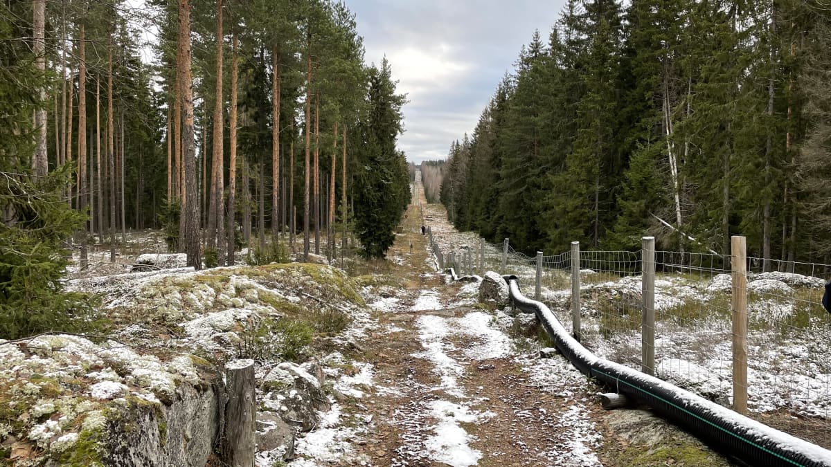 Metsässä pitkä hakattu aukko, jossa menee rajalinja. 