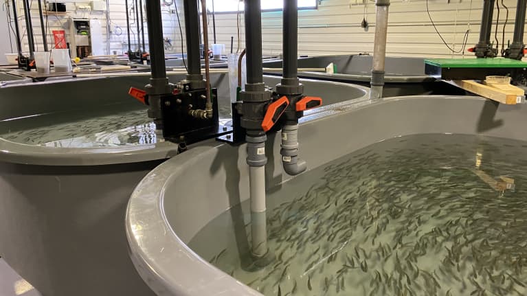 Fiskeodlingsbassänger i en hall.