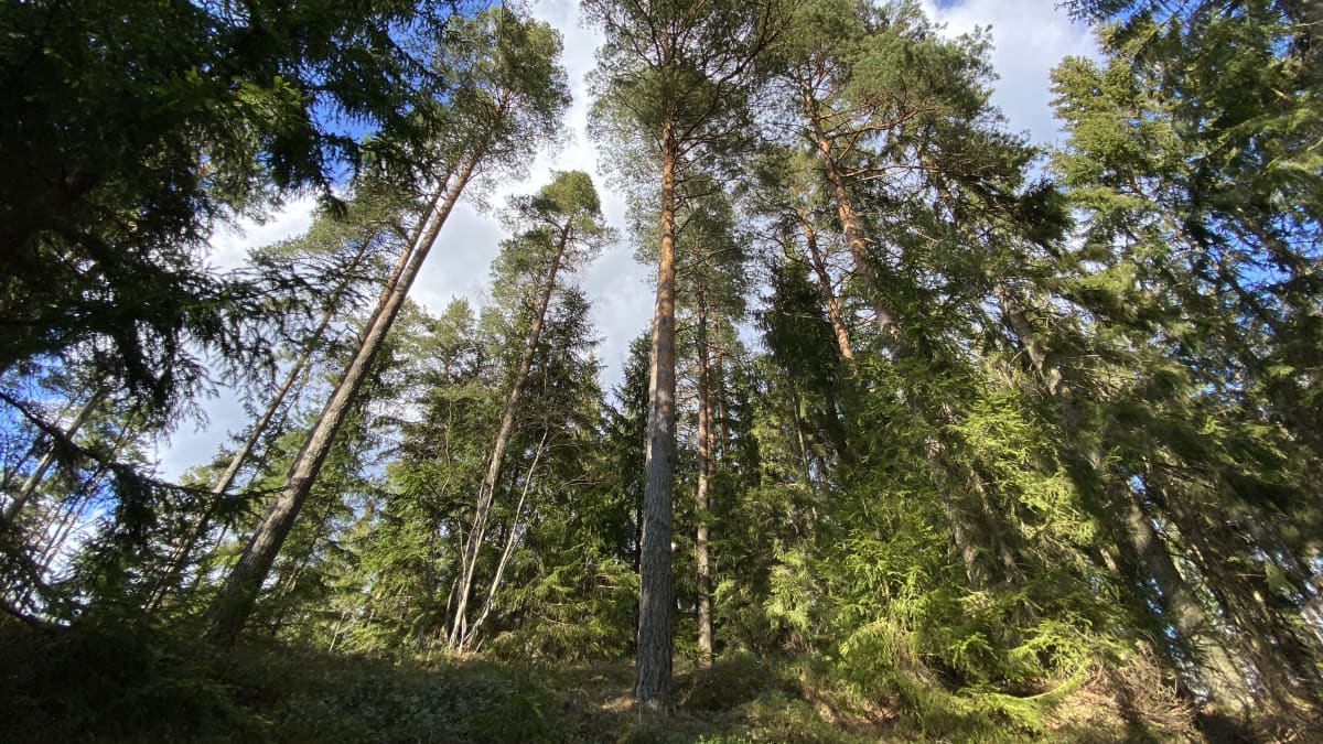 Tallar och andra träd i en skog mot blå himmel och vita moln. Solsken.