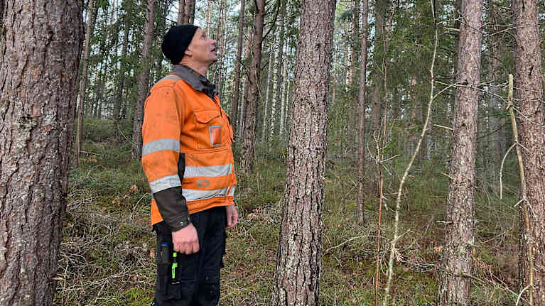 En person i orange arbetsjacka står i en skog och tittar på träden. Otto von Frenckell.