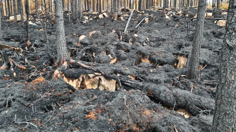 Efter en skogsbrand: svedd mark och gråa stammar.