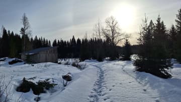 Talvipäivä Mäntsälässä. Luminen metsätie ja lato. Aurinko paistaa pilviharson takaa. 