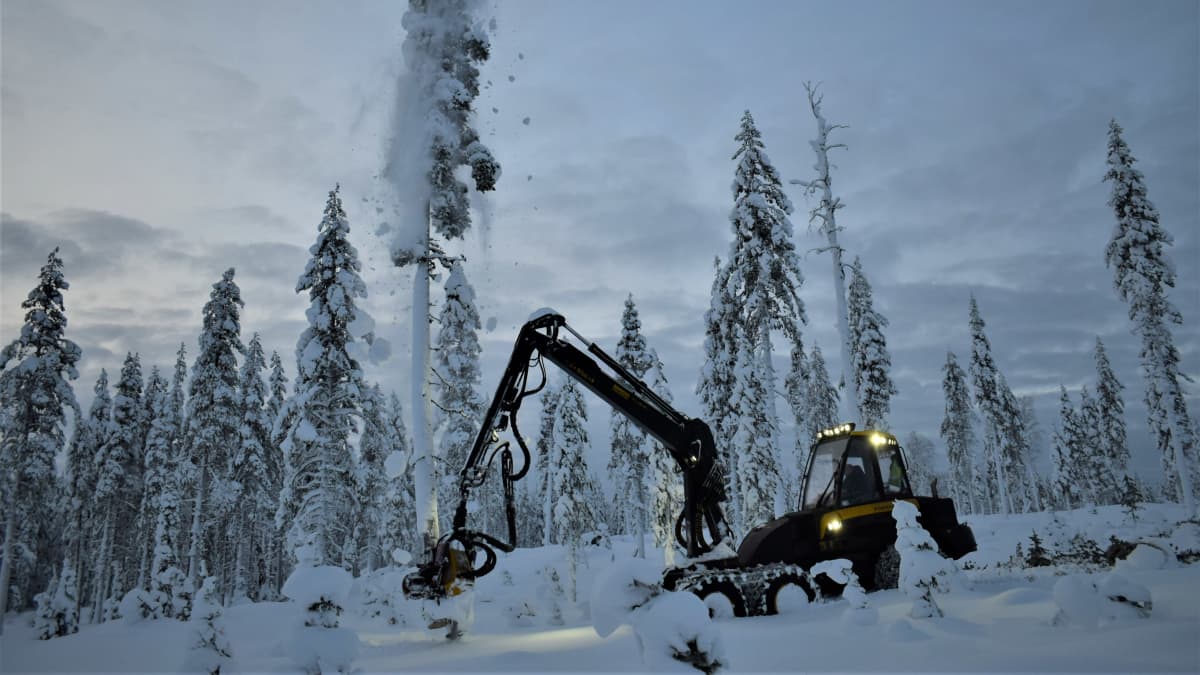 Ponssen metsätyökone kaataa puuta lumisessa metsässä