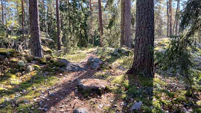 A verdant forest trail.