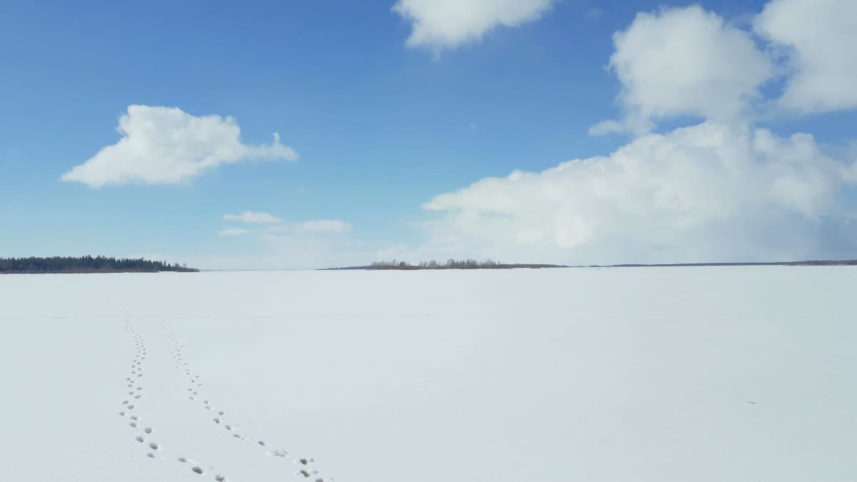 Askeleet lumella Perämeren jäällä