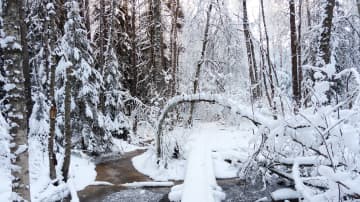 Talvisen luminen maisema metsän keskellä. Jäätyvä puro ja kaatuineita sekä taipuneita puita. 