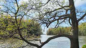 Keväinen jokimaisema Suomessa, jossa vesistöä reunustaa vehreä puu kauniisti kaartuvine oksineen.