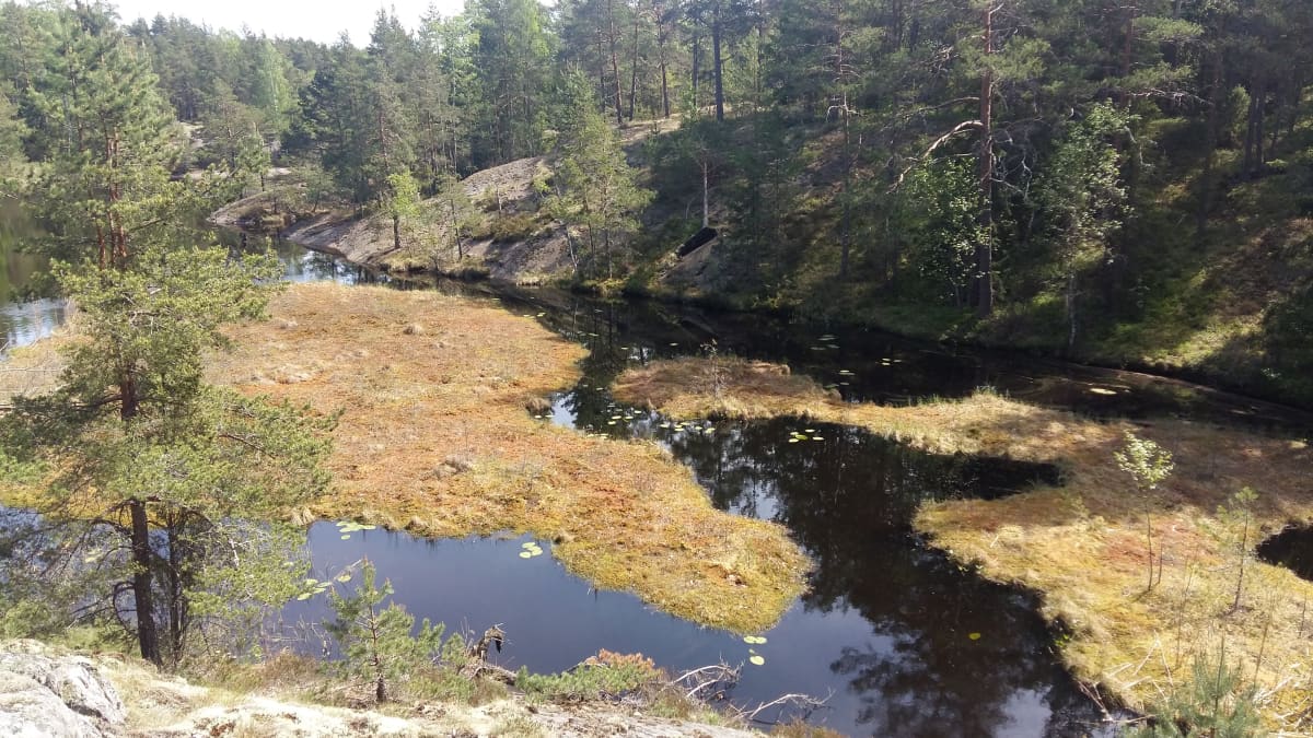 Kärrblommor, glittrande vatten och branta klippor i Lilla Masugnsträsket.