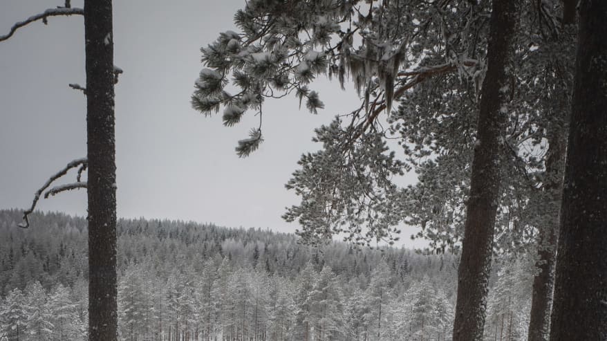 Näkymä ikkunasta lintulaudalle ja talviseen metsään. Etualalla palaa kynttelikkö.