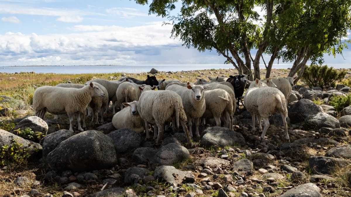 Lampaita laiduntamassa Perämerellä Selkä-Sarven saaressa