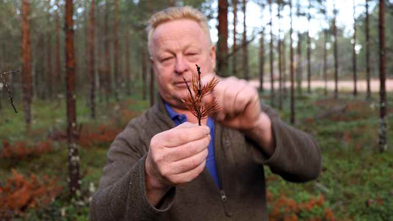 En man som visar en kvist av en tall som är drabbad av sjukdom.