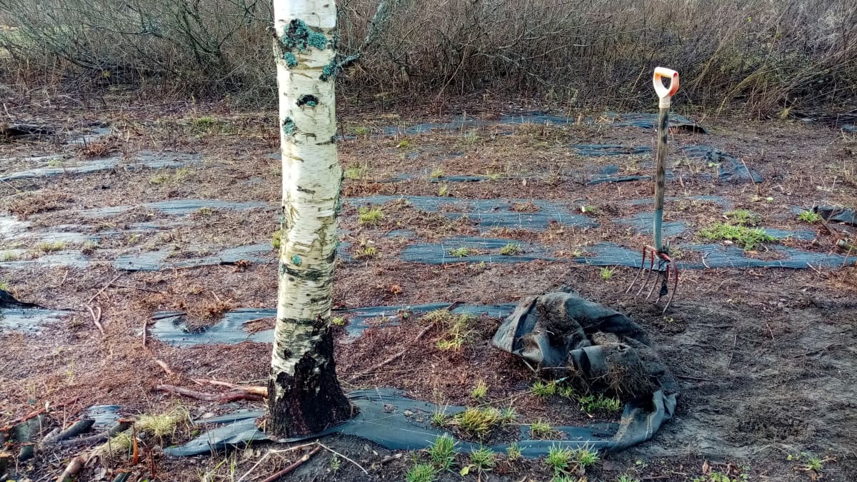 Esille raivattua vanhaa muovista mansikkakangasta