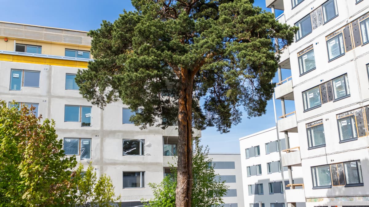 Helsingin Laajasalossa seisoo mänty, joka on ainoa pääkaupunkiseudulla tiettävästi säilynyt pyhä uhripuu. Mänty kuvattu 26.5.2021