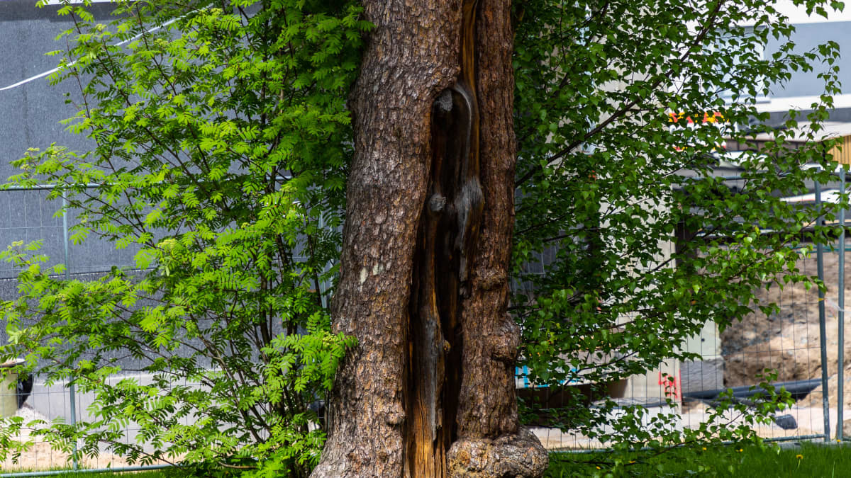 Helsingin Laajasalossa seisoo mänty, joka on ainoa pääkaupunkiseudulla tiettävästi säilynyt pyhä uhripuu. Mänty kuvattu 26.5.2021. (neliörajaus)