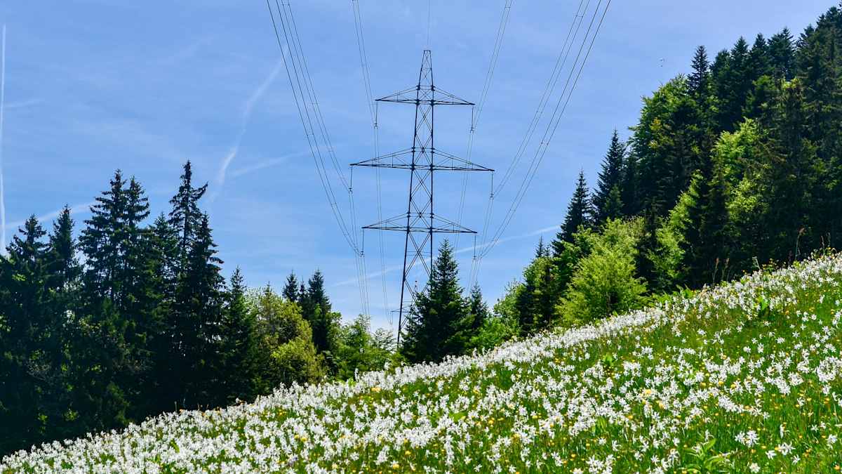 I förgrunden vita blommor, i bakgrunden syns ett elverk och skog.
