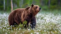 Photo shows a European brown bear (Ursus arctos arctos), standing in meadow of cotton-grass, Finland, Karelia, Suomussalmi.