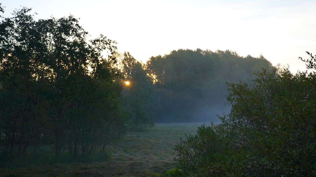 Aamun utua Espoossa. Peltomaisemaa ja metsää. 
