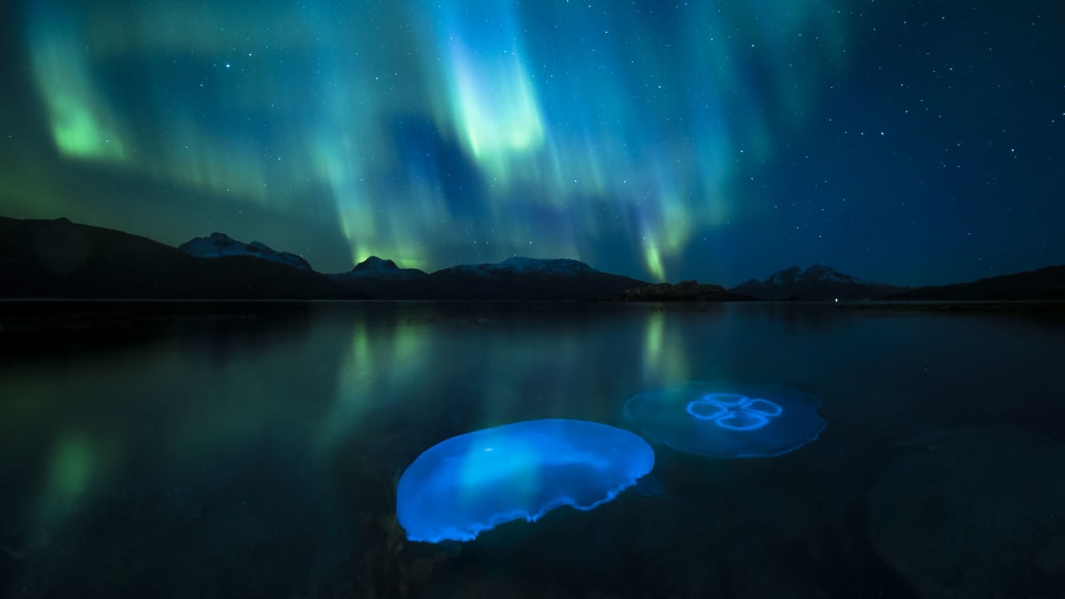 Revontulia taivaalla ja meduusoja vedessä.