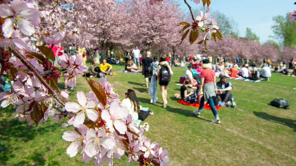 Ihmiset nauttivat aurinkoisesta säästä Roihuvuoren kirsikkapuistossa.. Helsinki. 13.05.2021.