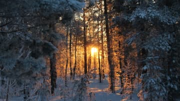 Talvinen metsä Toholammilla. Aurinko pilkistää lumisten puiden välistä. 