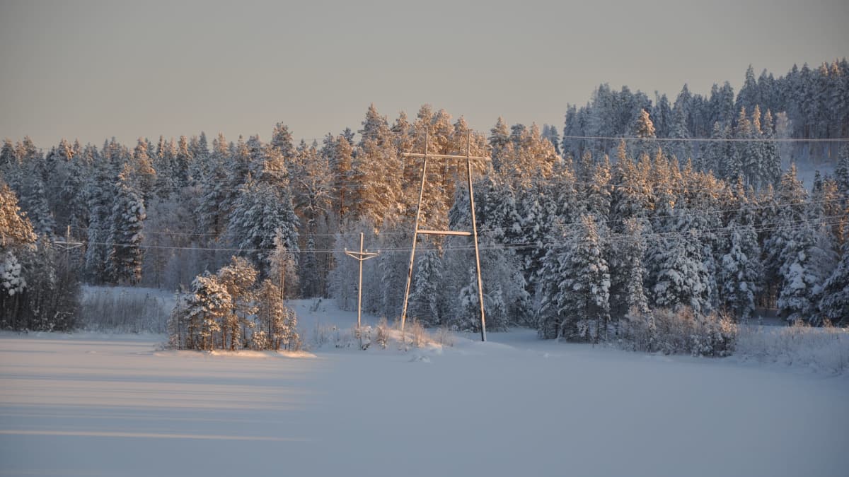 Luminen metsä, jonka laidassa on sähkölinja.
