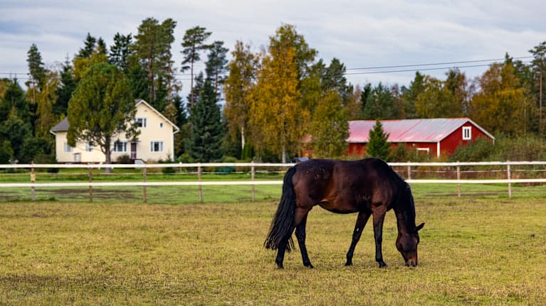 En brun häst betar i en inhägnad med ett gult hus och en röd ladugård i bakgrunden.