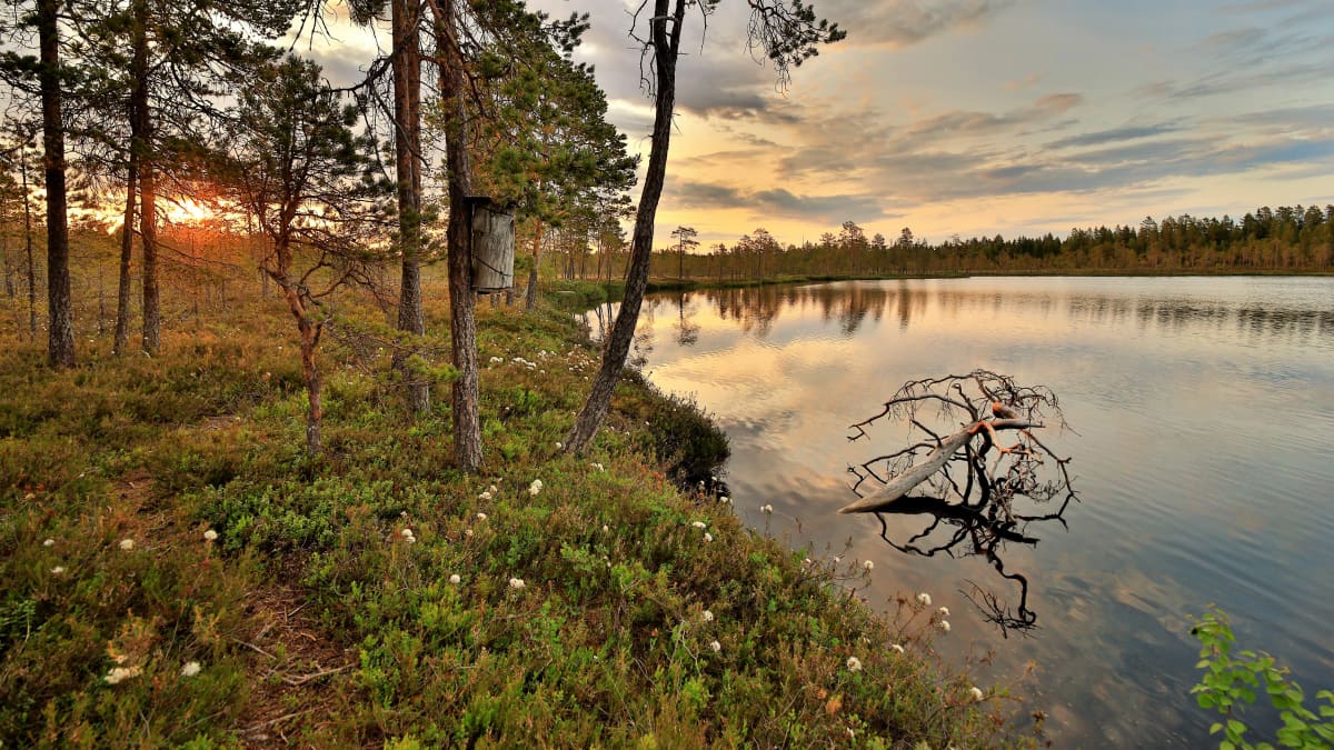 Varhainen aamu Vaalassa. Maisema suolammen rannalta. Mäntyjä ja aamuruskoa. 